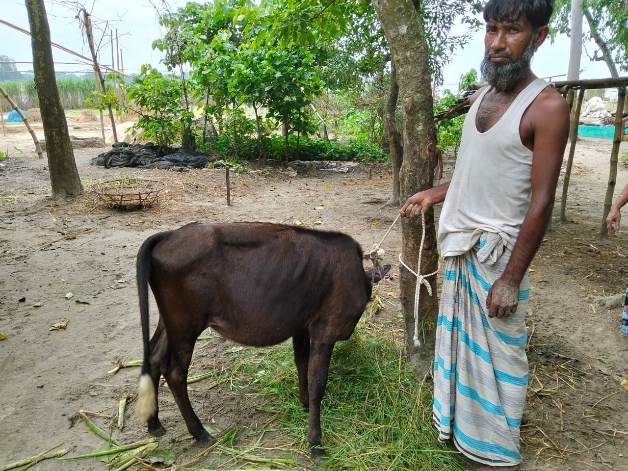 Man in a vest with a cow in a yard.